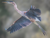 Montezuma National Wildlife Refuge
