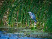 Montezuma National Wildlife Refuge