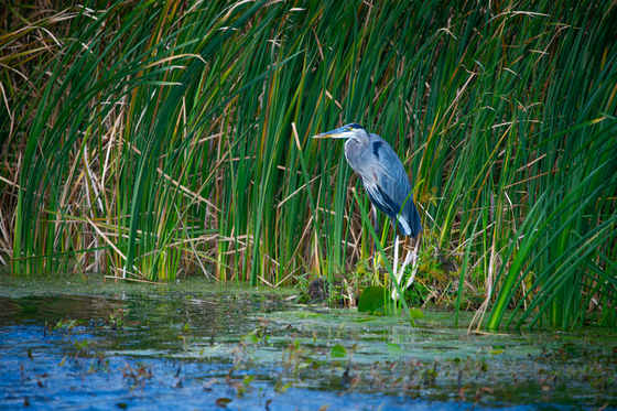 Montezuma National Wildlife Refuge