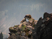 Mt Rainer National Park