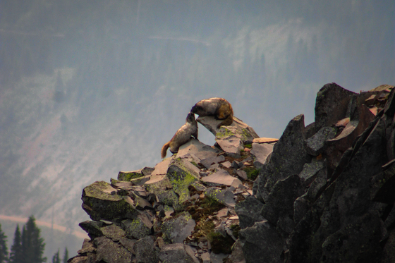 Mt Rainer National Park