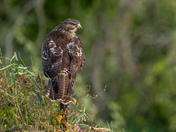 Juvenile Red Tailed Hawk