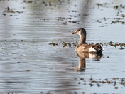 An Evening Swim