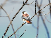 Kestrels