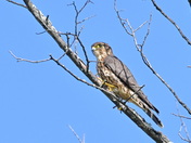 Kestrels