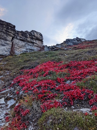 Denali National Park & Preserve