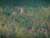 Coyote in Alfalfa