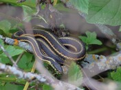 Snake!