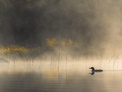 Boundary Waters Canoe Area Wilderness