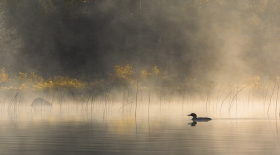 Boundary Waters Canoe Area Wilderness
