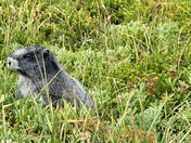 Mount Rainier National Park