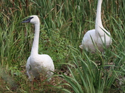 Such a privilege to see these.