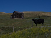Old Farm House with Angus Cow
