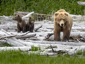 Katmai National Park