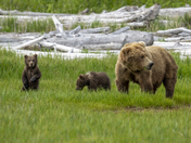Katmai National Park
