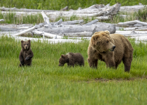 Katmai National Park
