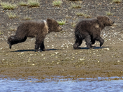 Katmai National Park