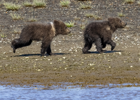 Katmai National Park