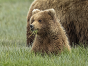 Katmai National Park
