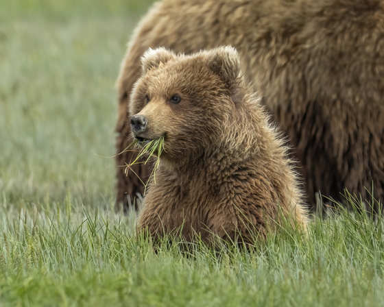 Katmai National Park