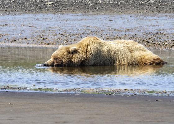 Katmai National Park