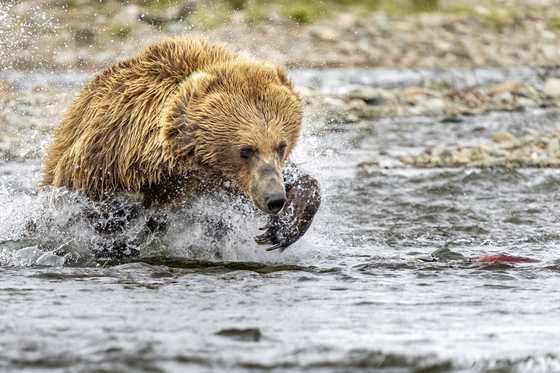 Katmai National Park
