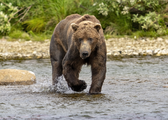 Katmai National Park