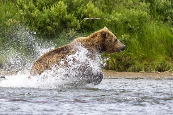 Katmai National Park