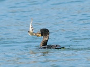 Double-crested Cormorant 