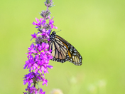 Monarch