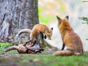 Foxy Martial arts 🥋🦊