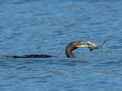Double-crested Cormorant 