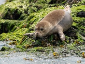 Seal on the rock 