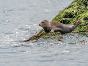 Seal on the rock 