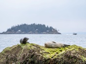 Seals on the rock