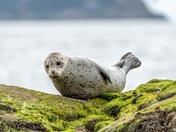 Seal on the rock 