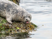 Seal on the rock 