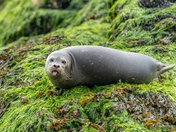 Seal on the rock