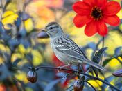 Immature White-crowned Sparrow 