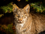Bobcat 