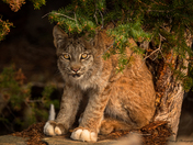 Bobcat 
