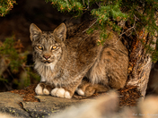 Bobcat 