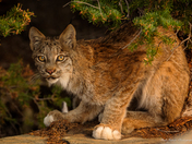 Bobcat 