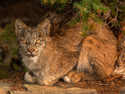 Bobcat 