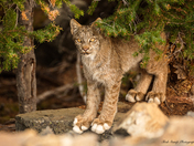Bobcat 