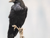 Ravens 