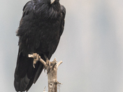 Ravens 