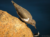 Spotted sandpiper 
