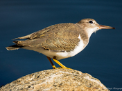 Spotted sandpiper 