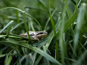 Chorus frog 